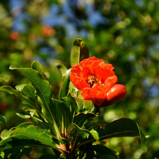 Hd-135954-ascw135954