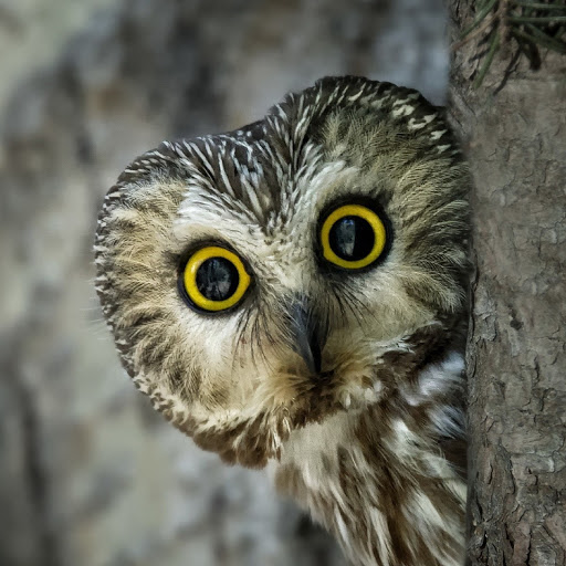 Hd-181534-ascw181534