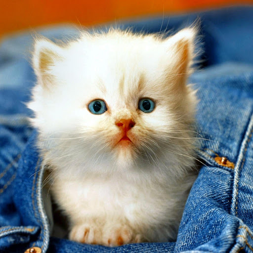 Hd-176061-ascw176061