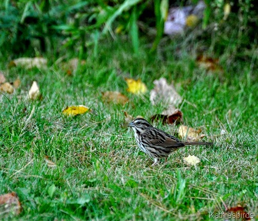 4. song sparrow-kab