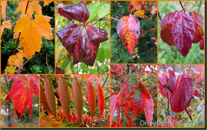 leaves collage1014