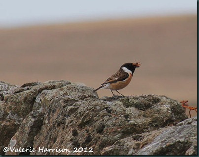52-stonechat-and-emperor
