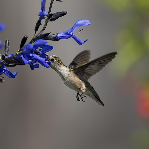 Hd-142701-ascw142701