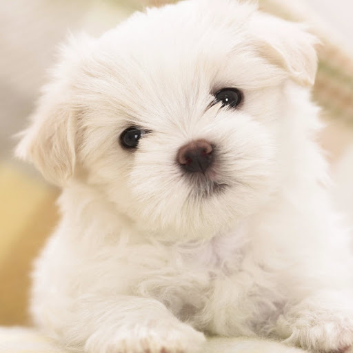 Hd-174900-ascw174900