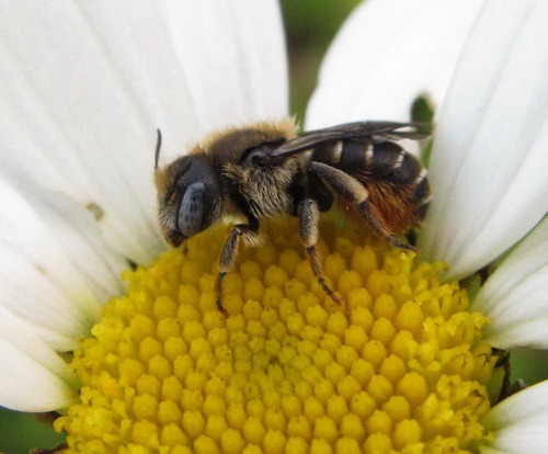[o%2520spinulosa%2520bg%255B4%255D.jpg]