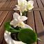 maj 2010 miniaturka Phalenopsis