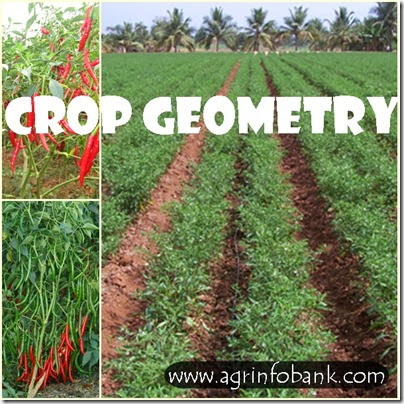 Crop geometry