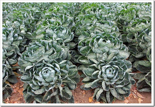 120929_SucculentGardens_cabbages