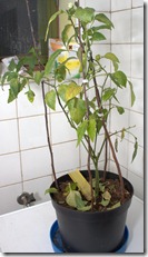 mutaatti_hyw_010412 mutaatti_hyw_010412