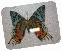бабочки 126