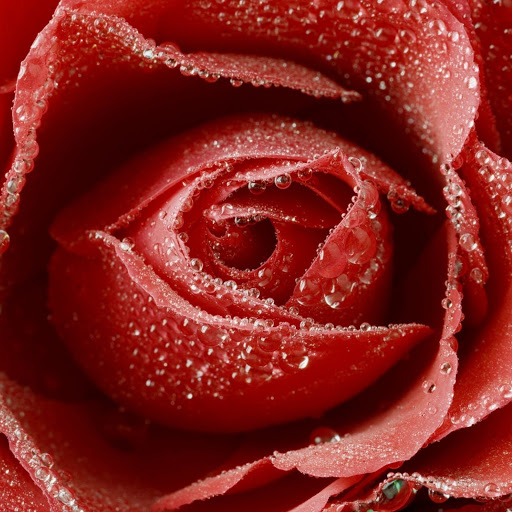 Hd-155060-ascw155060