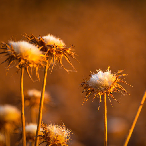 Hd-167541-ascw167541