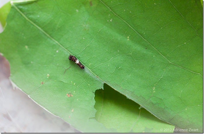 Tiger Swallowtail Caterpillar on tulip poplar leaf - photo by adrienneinohio.blogspot.com