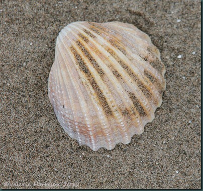 37-shell
