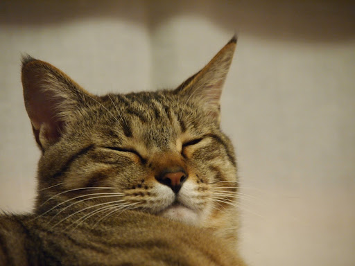 [写真]太ってるように見えるグスタフ