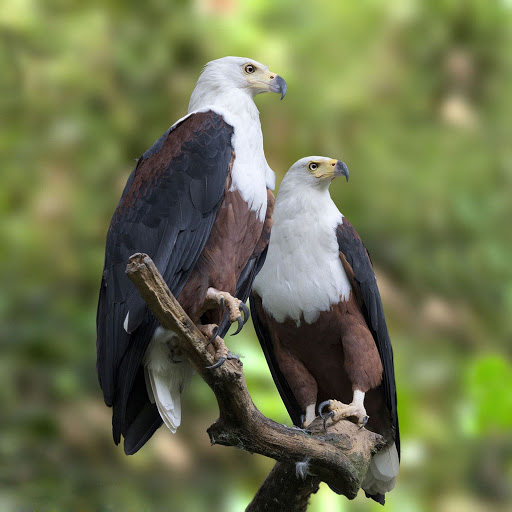 Hd-155941-ascw155941