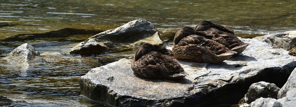 [DSC_0015%255B6%255D.jpg]