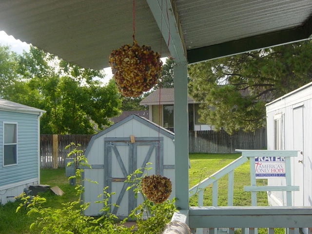 [birdfeeders%2520001%255B8%255D.jpg]