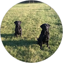 Image Google de labrador bella stella