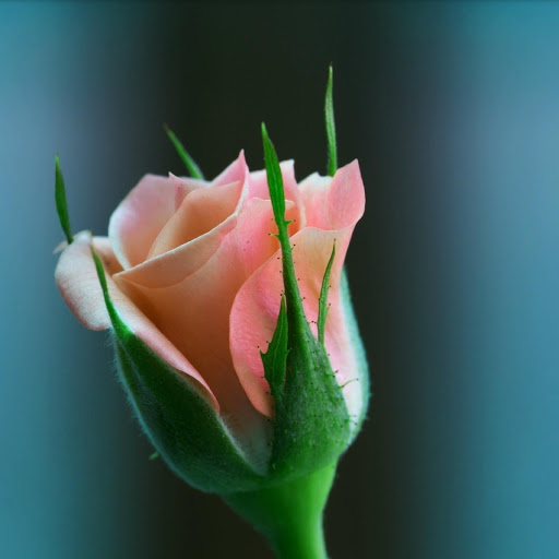 Hd-177294-ascw177294