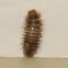 Varied carpet beetle larva.
