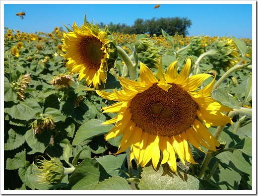 130706_CR102_sunflowers_05