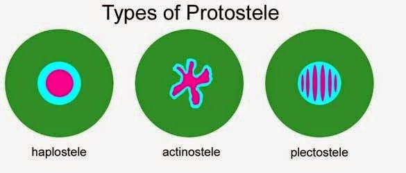 Types of Protostele