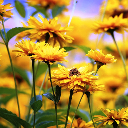 Hd-145931-ascw145931