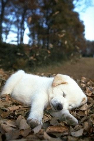Jwarren-sleepypuppy