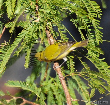13. Tennessee Warbler in Tucson