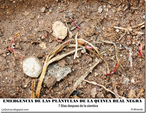 Emergencia de las plántulas de la Quinua Real negra-Ruben Miranda_LaQuinua.blogspot.com