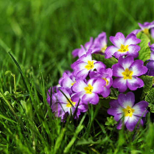 Hd-160016-ascw160016