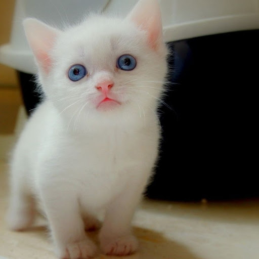 Hd-177599-ascw177599