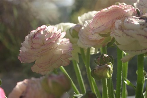 20080319ranonkels (Small)