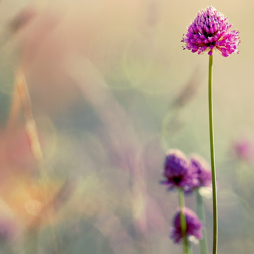 Hd-150688-ascw150688