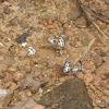 Common Pierrot Mud-puddling