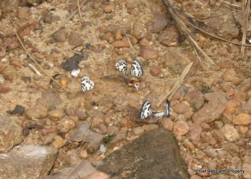 Common Pierrot Mud-puddling