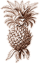 Pineapple line art[3]