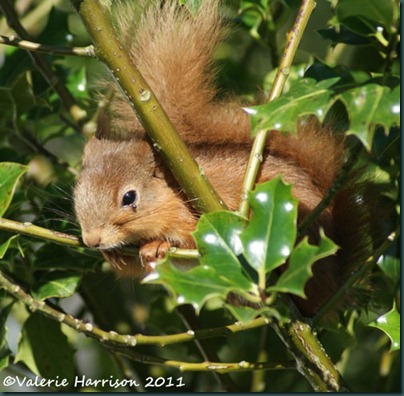 red-squirrel-and-tick