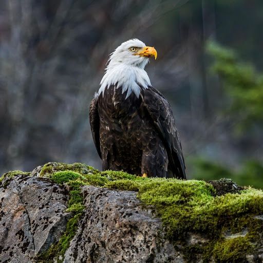 Hd-176493-ascw176493