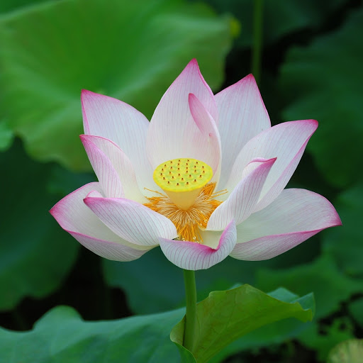 Hd-190551-ascw190551