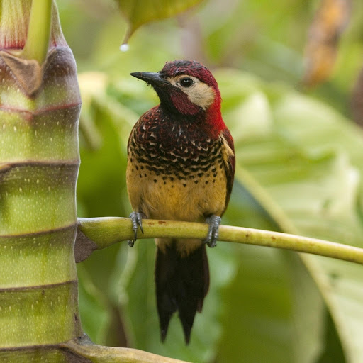 Hd-178572-ascw178572