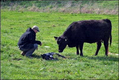 checking calves
