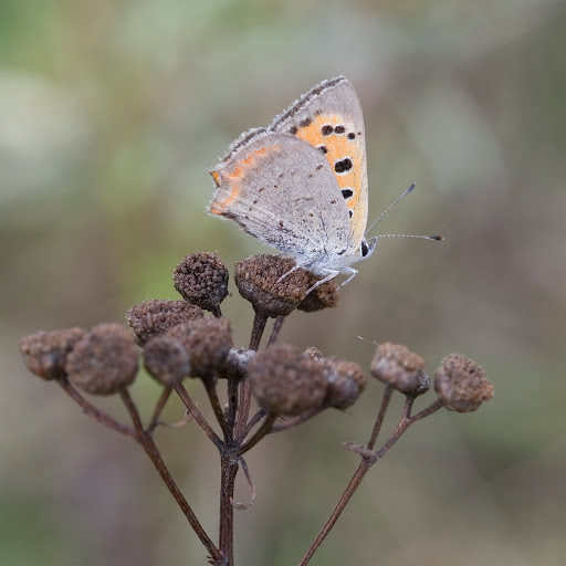 Hd-153500-ascw153500