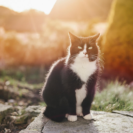 Hd-179505-ascw179505