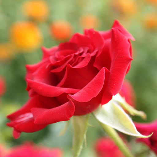 Hd-170104-ascw170104