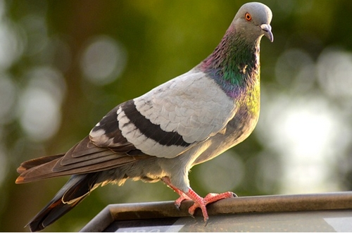 Aves dan Klasifikasi Aves Kumpulan Artikel Biologi