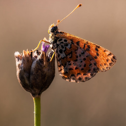 Hd-180120-ascw180120