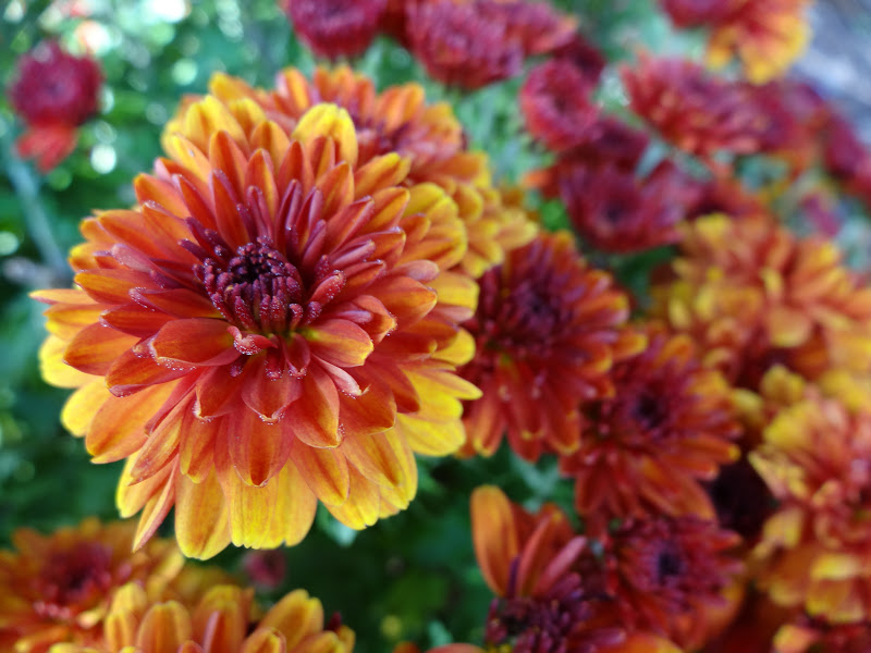 Love, Joy and Peas Chrysanthemum, Rose and Butterfly Plant Photos from Missy's Garden for