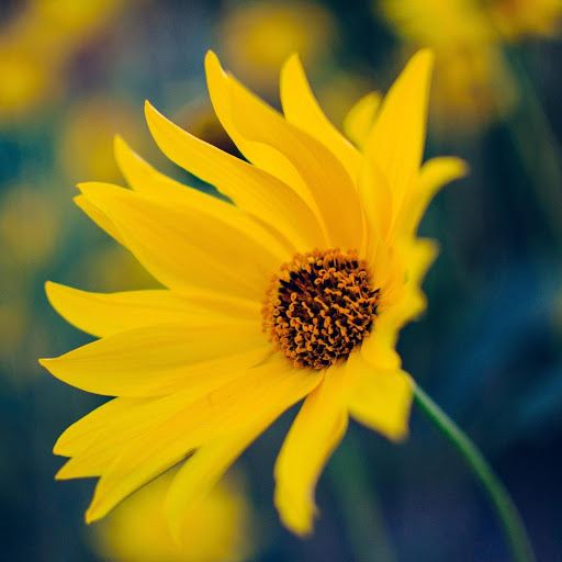 Hd-186318-ascw186318